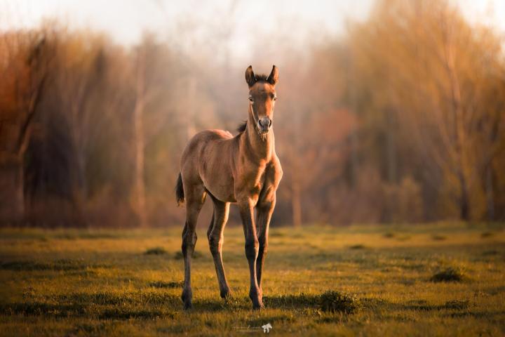 Éleveurs chevaux Andalou Sherbrooke