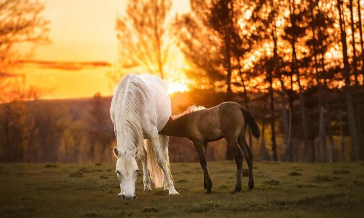 Ferme Belmont specializes in breeding Andalusian horses. The stable is located in Ascot Corner, not far from Sherbrooke.