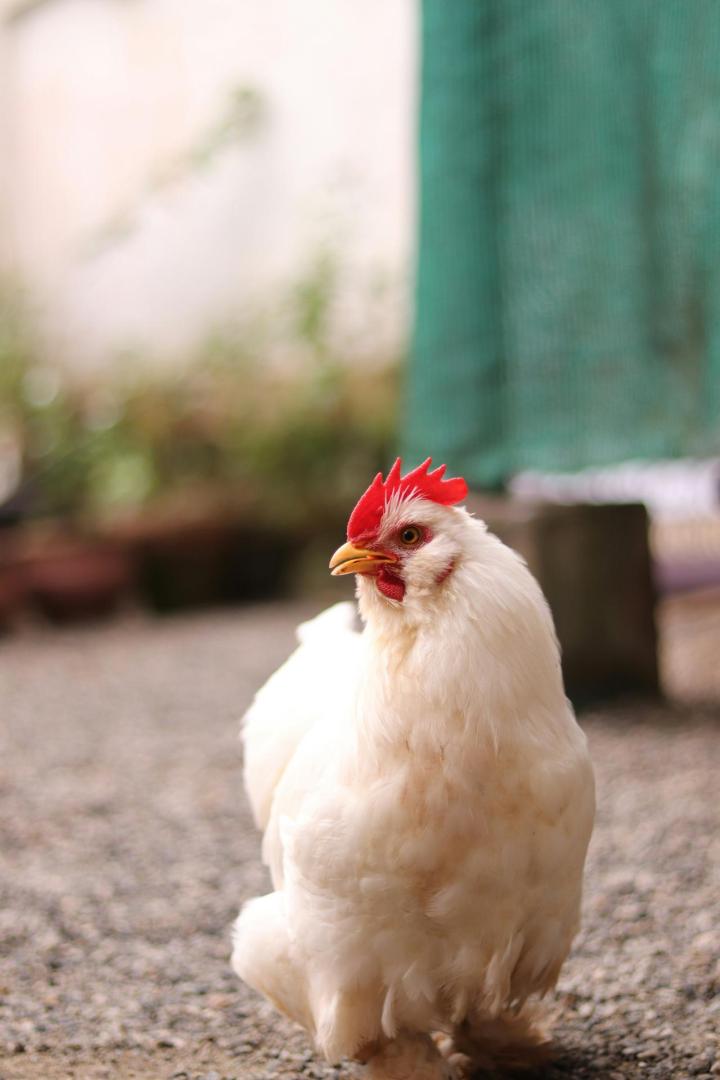 Vente directe à la ferme Sherbrooke