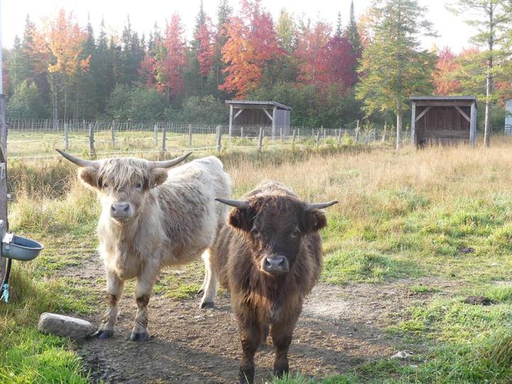 La Ferme Belmont vend divers produits issus de son exploitation. Le domaine se trouve à Ascot Corner, à quelques minutes de Sherbrooke.