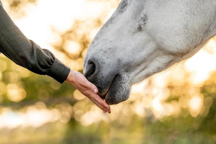 Centre Equestre Sherbrooke
